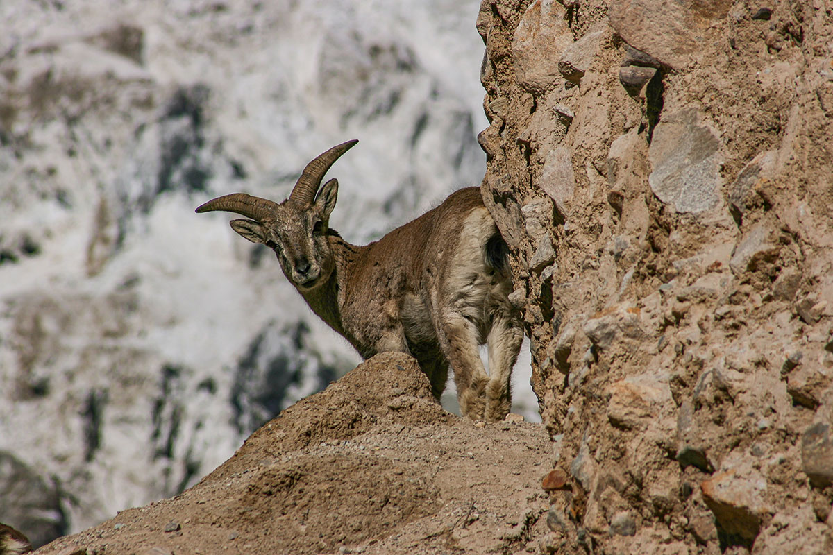 Manaslu-Circuit-Trek-8