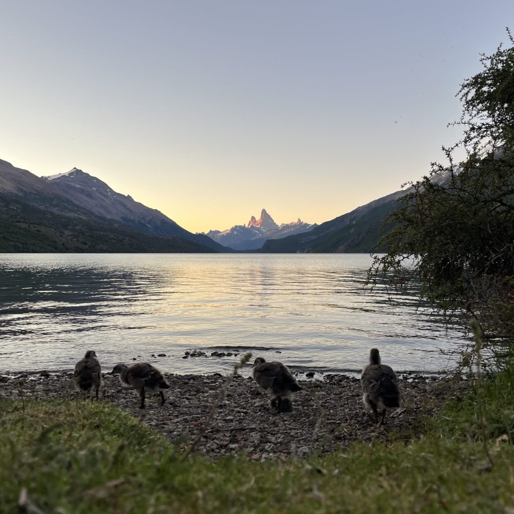 Sunrise with some baby geese