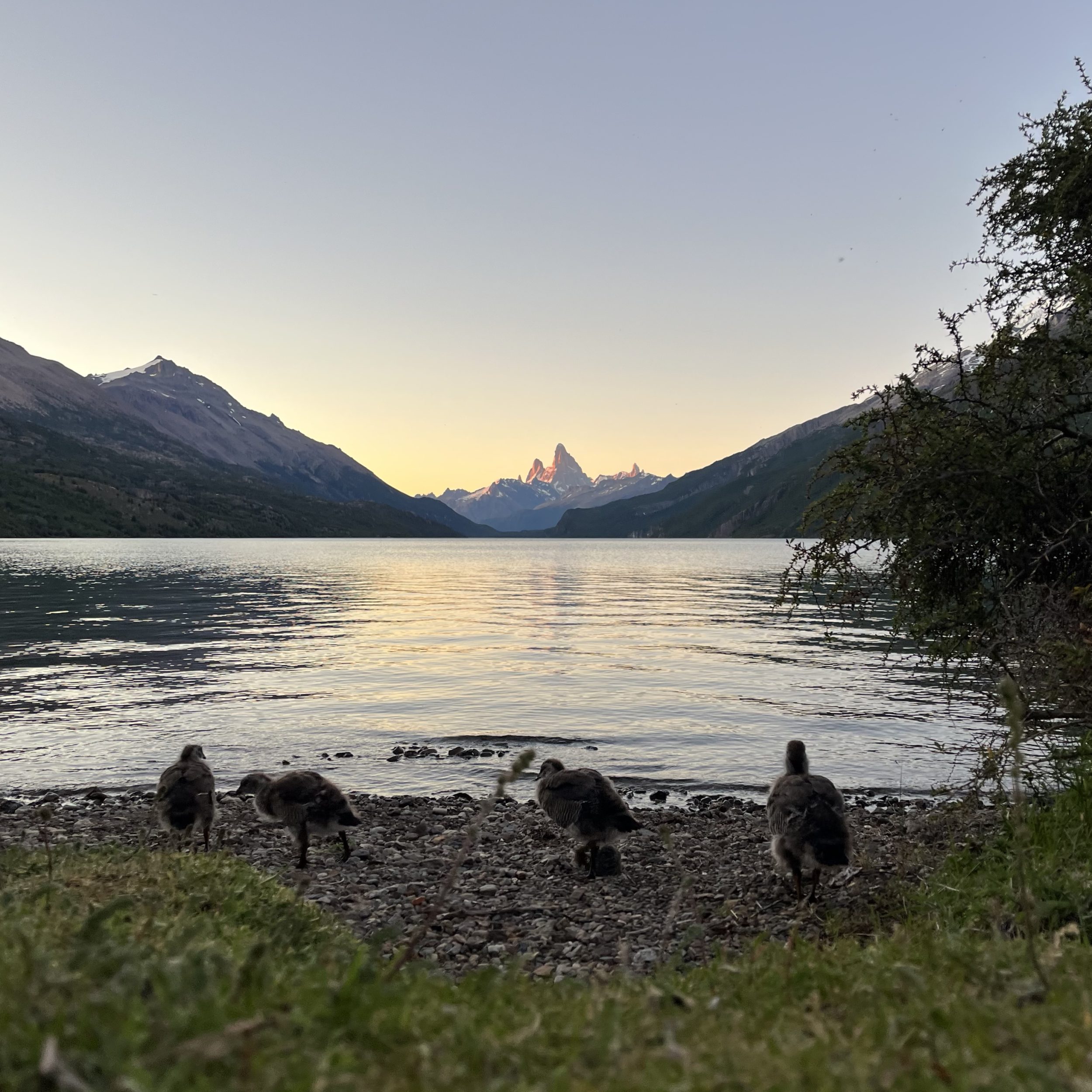 Sunrise with some baby geese